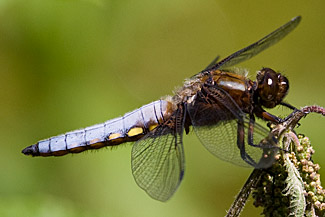 Broad-bodied chaser (Libellula depressa) Broad-bodied chaser (Libellula depressa)