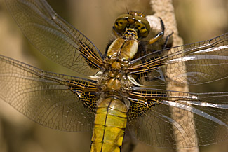 Broad-bodied chaser (Libellula depressa) Broad-bodied chaser (Libellula depressa)