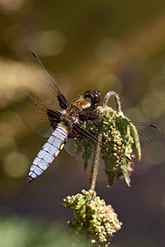 Broad-bodied chaser (Libellula depressa)
