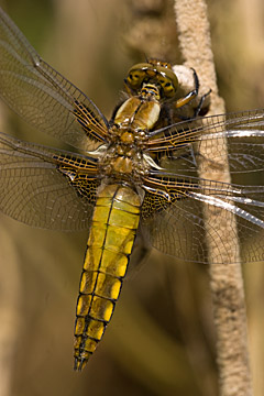Broad-bodied chaser (Libellula depressa)