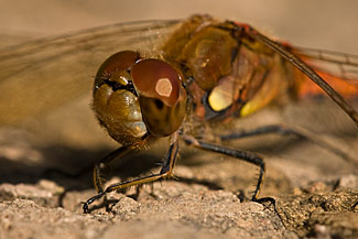 Common Darter (Sympetrum striolatum)