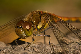 Common Darter (Sympetrum striolatum)
