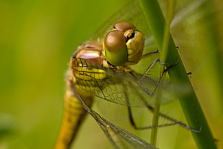 Common Darter (Sympetrum striolatum)