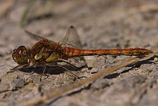 Common Darter (Sympetrum striolatum)
