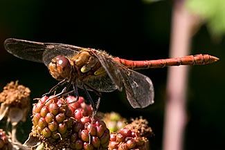 Common Darter (Sympetrum striolatum)