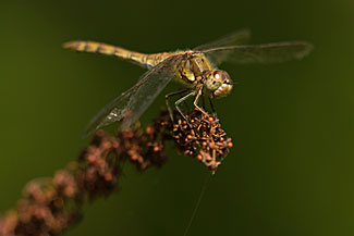 Common Darter (Sympetrum striolatum)