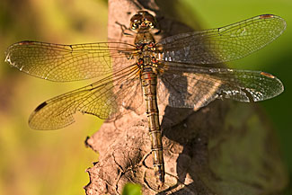 Common Darter (Sympetrum striolatum)
