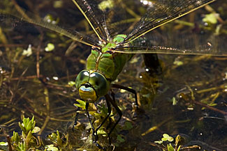 Emperor Dragonfly (Anax imperator)