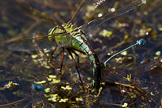 Emperor Dragonfly (Anax imperator)