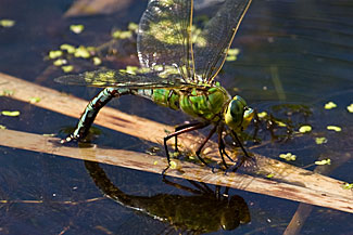 Emperor Dragonfly (Anax imperator)