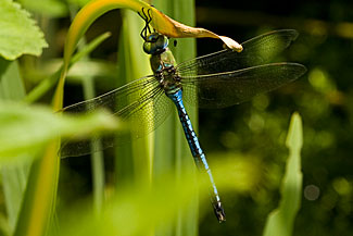 Emperor Dragonfly (Anax imperator)