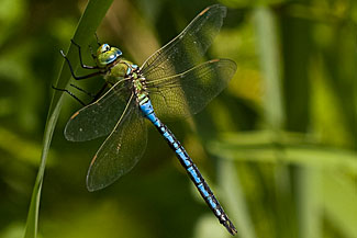 Emperor Dragonfly (Anax imperator)