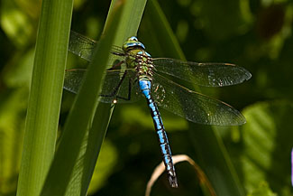 Emperor Dragonfly (Anax imperator)