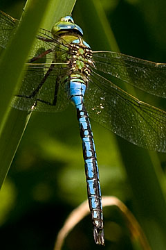 Emperor Dragonfly (Anax imperator)