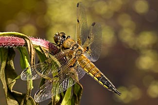 Four-spotted chaser (Libellula quadrimaculata)