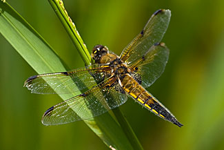 Four-spotted chaser (Libellula quadrimaculata)
