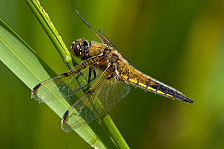 Four-spotted chaser (Libellula quadrimaculata)