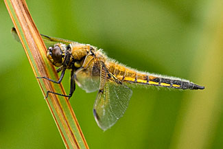 Four-spotted chaser (Libellula quadrimaculata)