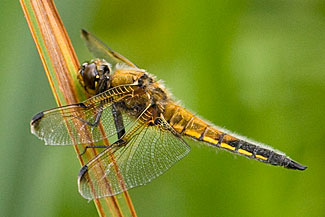 Four-spotted chaser (Libellula quadrimaculata)