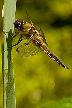 Four-spotted chaser (Libellula quadrimaculata)