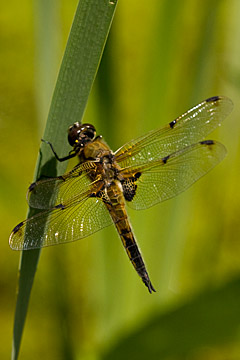 Four-spotted chaser (Libellula quadrimaculata)