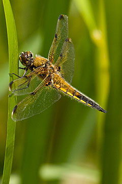 Four-spotted chaser (Libellula quadrimaculata)