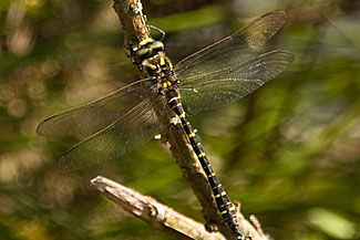 Golden-ringed dragonfly (Cordulegaster boltonii)