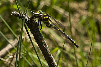 Golden-ringed dragonfly (Cordulegaster boltonii)