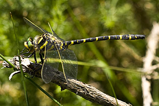 Golden-ringed dragonfly (Cordulegaster boltonii)