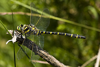 Golden-ringed dragonfly (Cordulegaster boltonii)