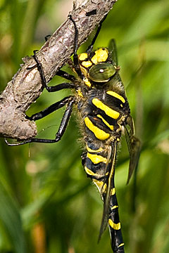 Golden-ringed dragonfly (Cordulegaster boltonii)
