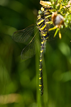 Golden-ringed dragonfly (Cordulegaster boltonii)