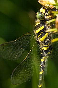 Golden-ringed dragonfly (Cordulegaster boltonii)