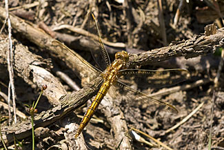 Keeled Skimmer (Orthetrum coerulescens)