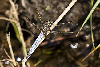 Male Keeled Skimmer (Orthetrum coerulescens)