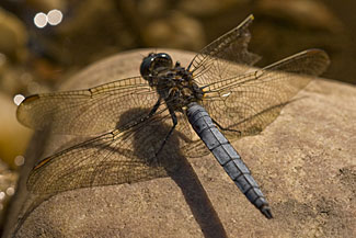 Keeled Skimmer (Orthetrum coerulescens)