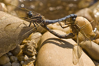 Keeled Skimmer