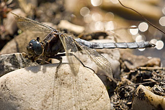 Keeled Skimmer