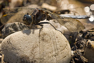 Keeled Skimmer