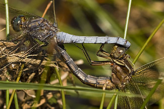 Keeled Skimmer