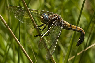 Keeled Skimmer