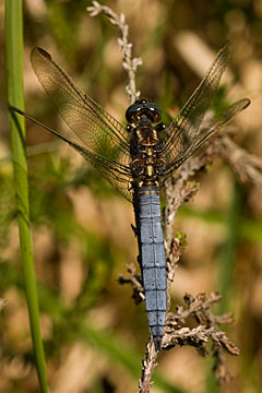 Keeled Skimmer