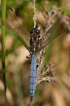 Keeled Skimmer