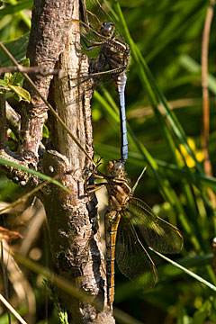 Keeled Skimmer
