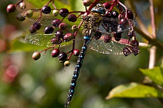 Migrant Hawker (Aeshna mixta)