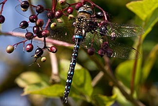 Migrant Hawker (Aeshna mixta)