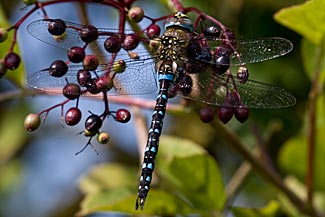 Migrant Hawker (Aeshna mixta)