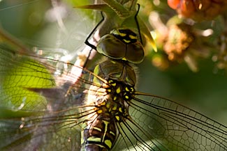 Migrant Hawker (Aeshna mixta)