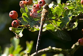 Migrant Hawker (Aeshna mixta)