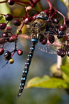 Migrant Hawker (Aeshna mixta)